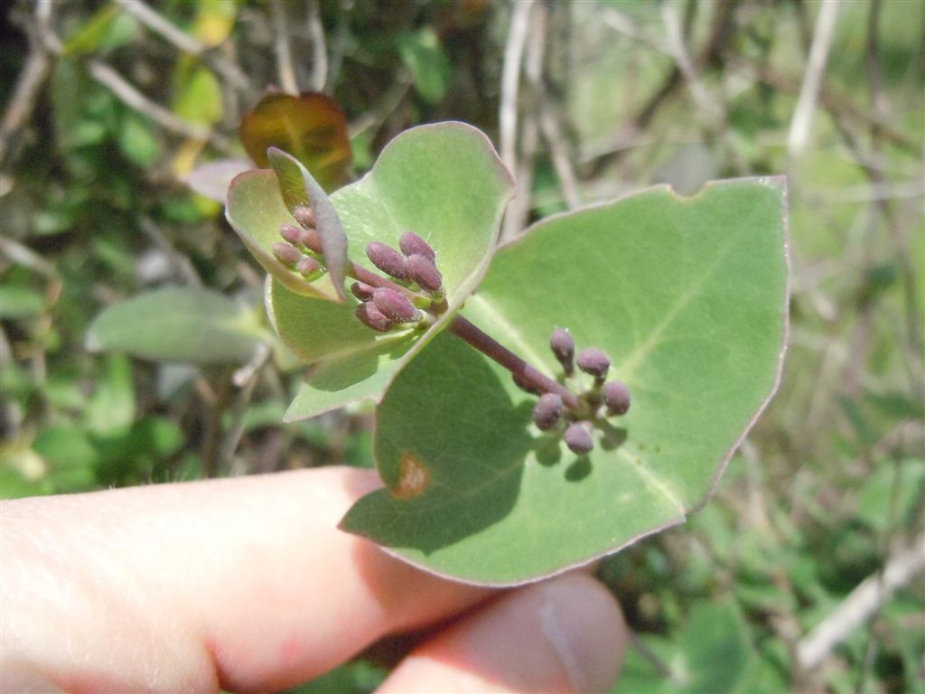 Lonicera implexa